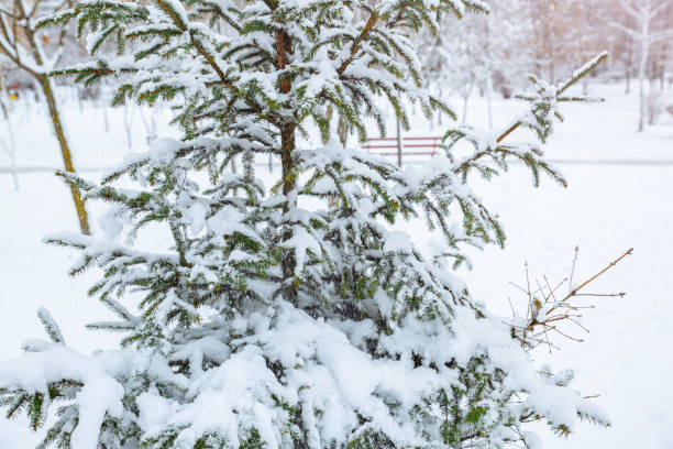 arbre de noël dans la neige dans le parc. sapin d’épinette en hiver. concept de temps froid frosty. - forest road nature birch tree photos et images de collection