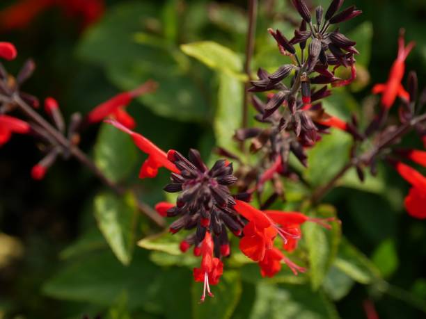 istock Red flower close-up with green 1140979603
