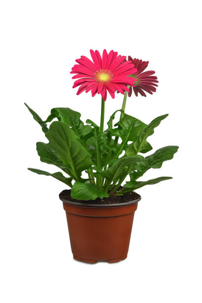 istock Gerbera in flowerpot isolated on white background 1140979636