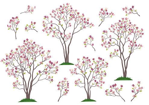 Set Spring Magnolia Trees and Branches with Pink Flowers and Green Leaves Grass Isolated on White Background. Vector