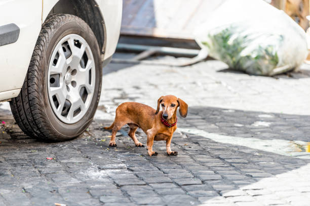 un chien triste de teckel avec le collier par la voiture a perdu abandonné sur la rue dans l’italie de rome par le marché - lost pet photos et images de collection