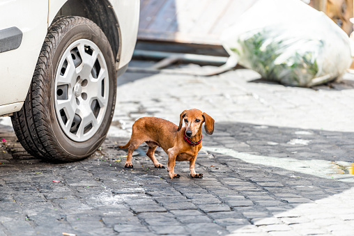 One sad Dachshund dog with collar by car lost abandoned on street in Rome Italy by market