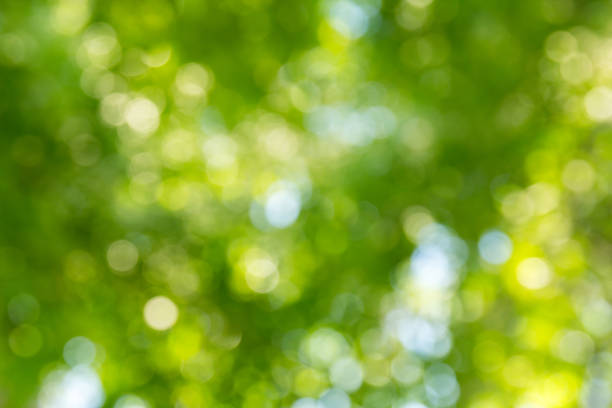 istock Natural green bokeh abstract background 1140980941