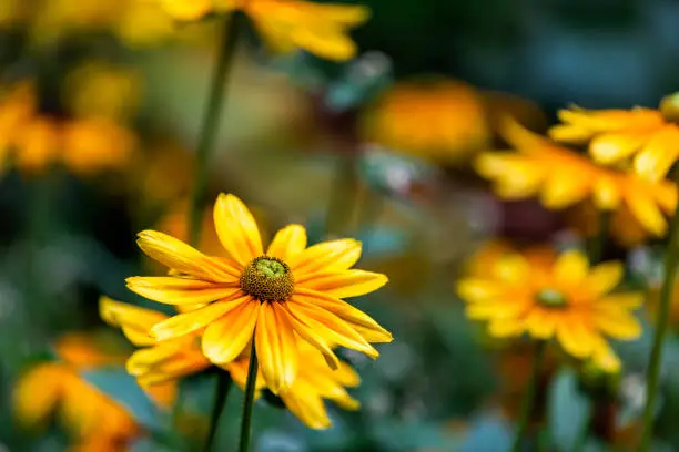 Macro closeup of yellow orange rudbeckia flowers in garden showing detail and texture with bokeh background in summer
