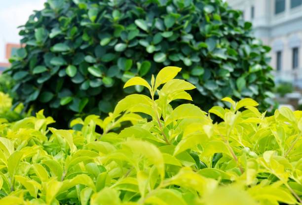 istock Close Up of Duranta Erecta or Golden Dewdrop Plants 1140981999