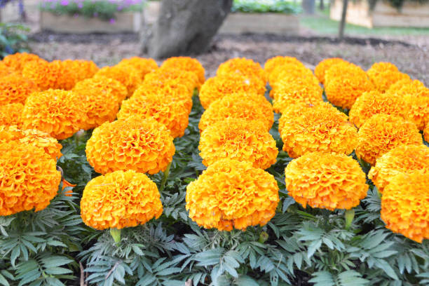 istock Marigold flowers in garden 1140983146