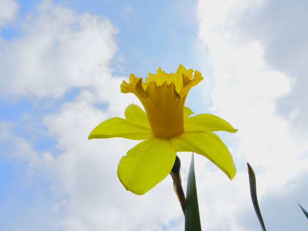 istock Yellow Daffodils flowering, view from the bottom up, clouded blue sky on the background 1140983271