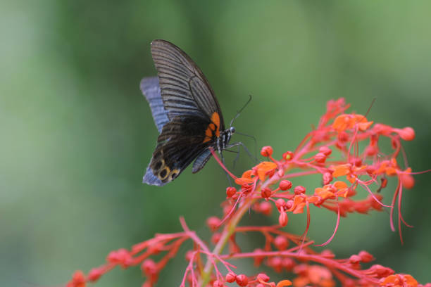 istock Butterfly in nature. Butterfly. Nature at hk 1140983548