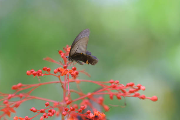 istock Butterfly in nature. Butterfly. Nature at hk 1140983566