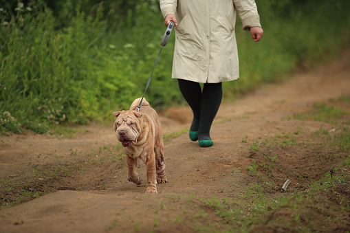 Woman walking on country road with a dog breed Shar Pei. Dog pulling leash. Green grass and trees background