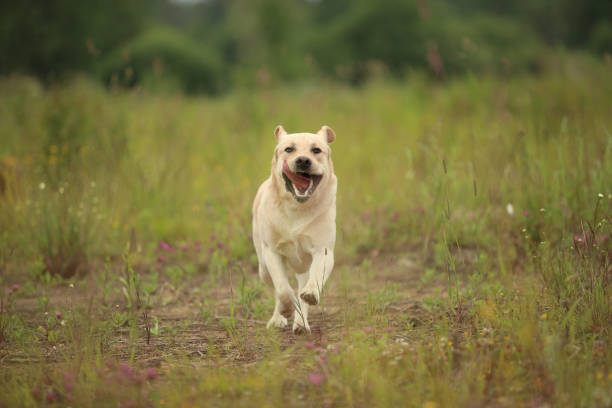 istock Golden Labrador walking in the spring park, natural light, in cloudy day 1140984325