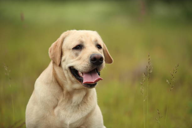 istock Golden Labrador walking in the spring park, natural light 1140984326