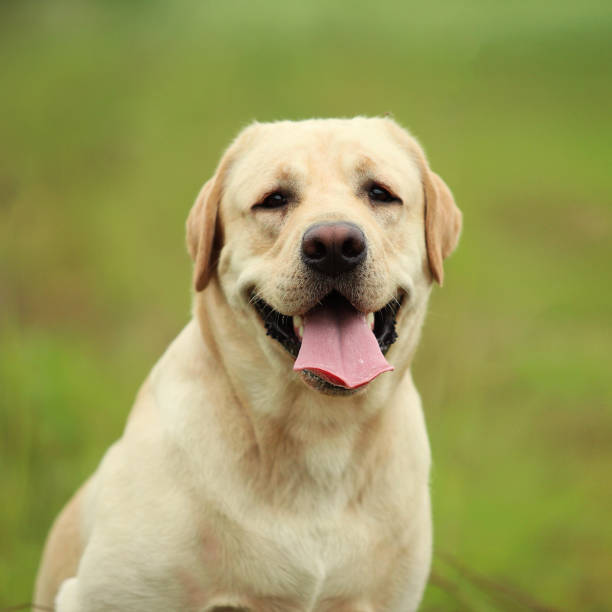 istock Golden Labrador walking in the spring park, natural light 1140984334