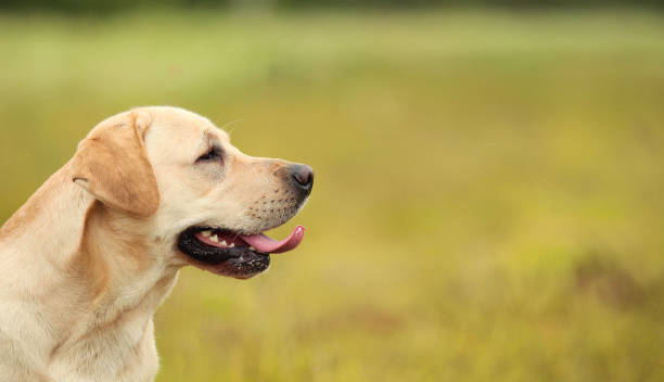 istock Golden Labrador walking in the spring park, natural light 1140984336