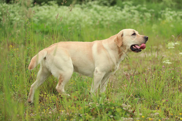 istock Golden Labrador walking in the spring park, natural light 1140984337