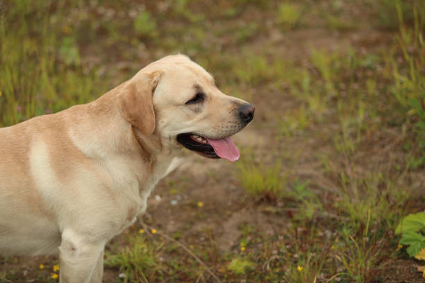 istock Golden Labrador walking in the spring park, natural light 1140984355