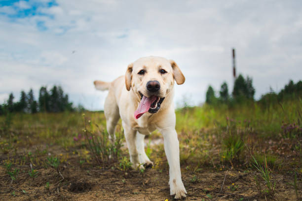 złoty labrador spacerujący w wiosennym parku, naturalne światło, w pochmurny dzień - spring organization nature field zdjęcia i obrazy z banku zdjęć