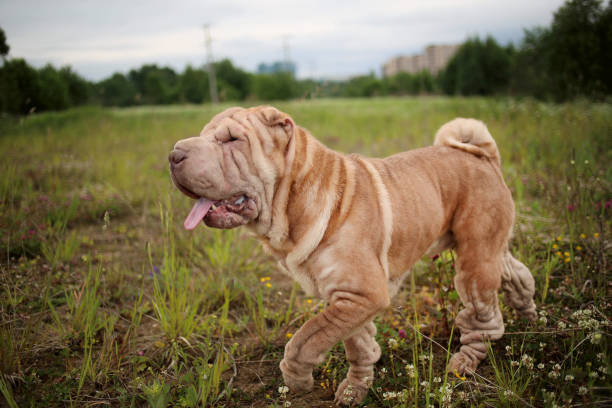 Portrait of a Shar pei breed dog on a walking on a field. Green grass background