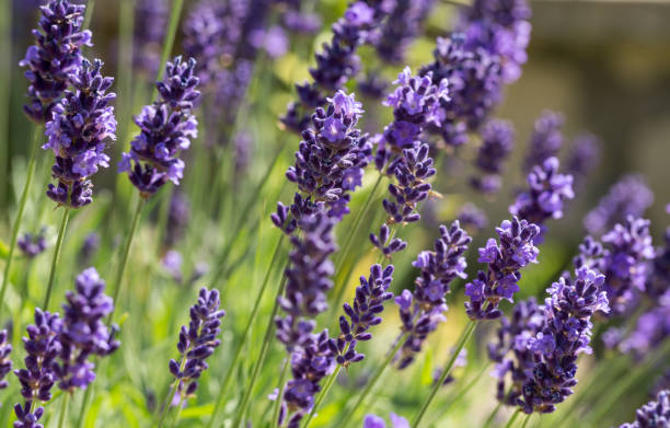 jardín con la floreciente lavanda - lavender coloured fotografías e imágenes de stock