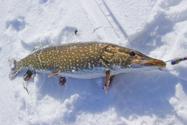 istock freshly caught pike lying on the snow 1140986265