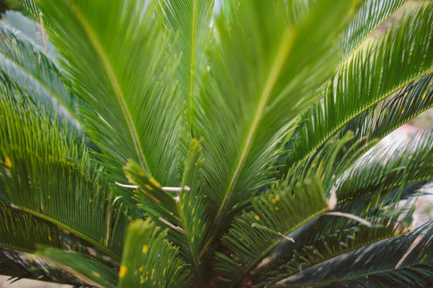 istock CLOSE-UP OF PALM LEAVES 1140986511