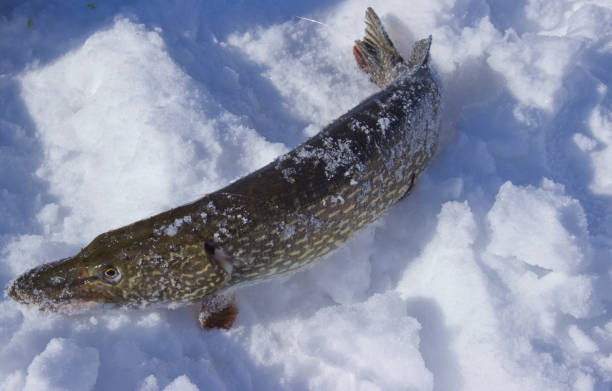 istock freshly caught pike lying on the snow 1140986555