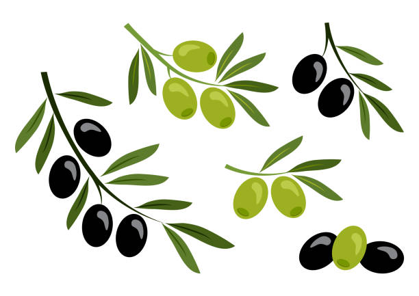 ilustraciones, imágenes clip art, dibujos animados e iconos de stock de conjunto de aceitunas negras y verdes. vector - cooking mediterranean illustrations