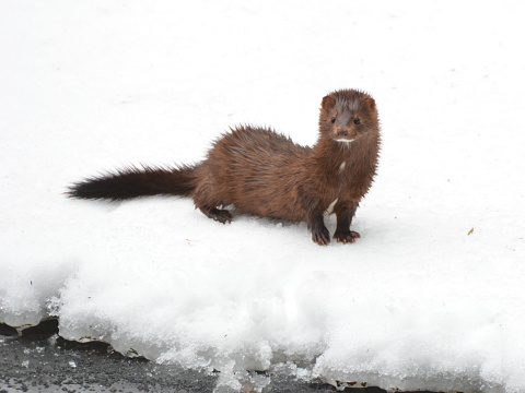 Mink at edge of water in snow and ice.