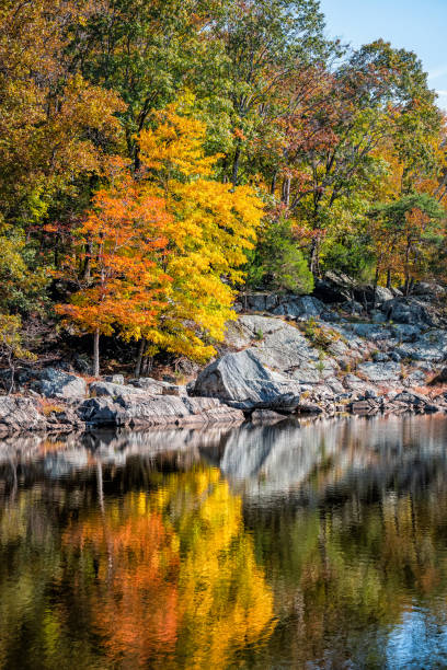 istock Great Falls yellow orange autumn tree vertical reflection view in canal lake river surface during autumn in Maryland colorful foliage 1140987852