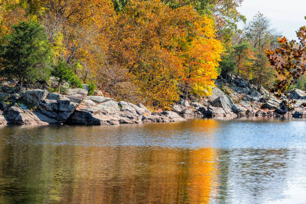 istock Great Falls yellow autumn tree reflection view in canal lake river surface during autumn in Maryland colorful orange leaves foliage 1140988300