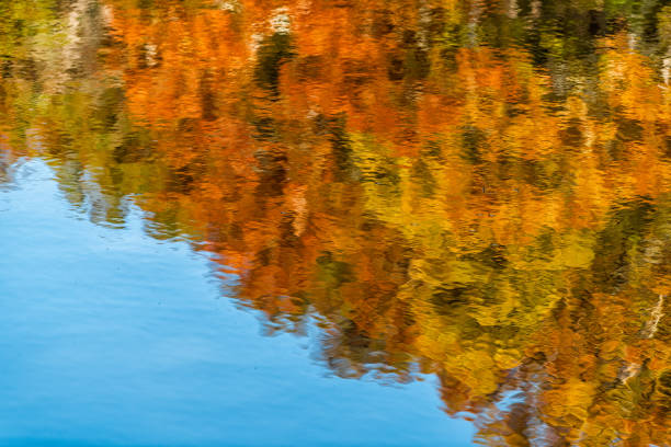 Great Falls trees reflection view in canal lake river surface during autumn in Maryland colorful yellow orange leaves foliage