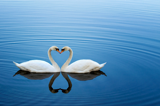 Couple of swans in love circle. Blue water background with a delicate wave.