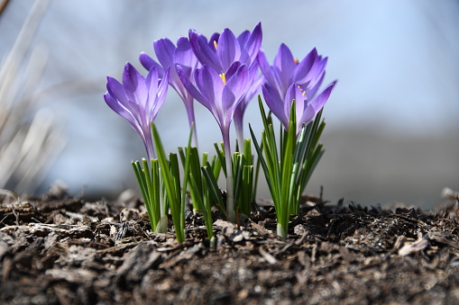 Purple Crocuses with selected focus - new beginnings