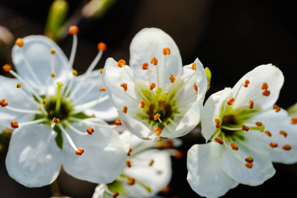 istock Three white cherry blossoms with vibrant orange filaments 1140989763