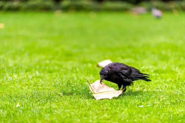 Crow picking leaf in London, UK standing on lawn grass by leaves autumn foliage closeup of black raven bird