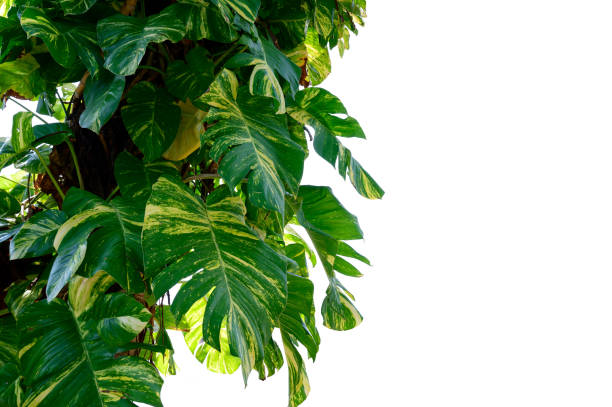 istock Golden pothos Isolate Betel leaf spotted white background 1140990914