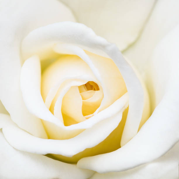 istock Beautiful Yellow Rose Flower Bud Macro Close-up 1140991186