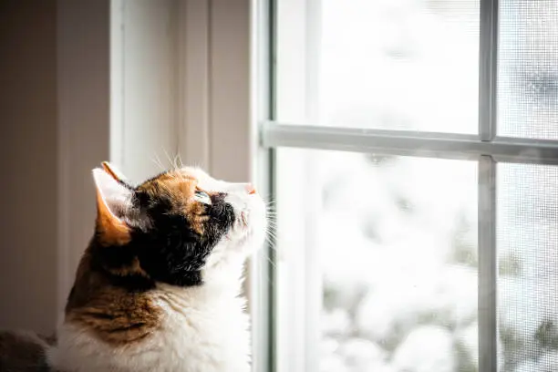 Calico cat on windowsill window sill looking up staring through glass outside with winter snow