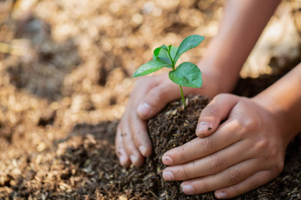 istock Hands protect trees, plant trees,  plant trees to reduce global warming, Forest conservation, World Environment Day. 1140992269
