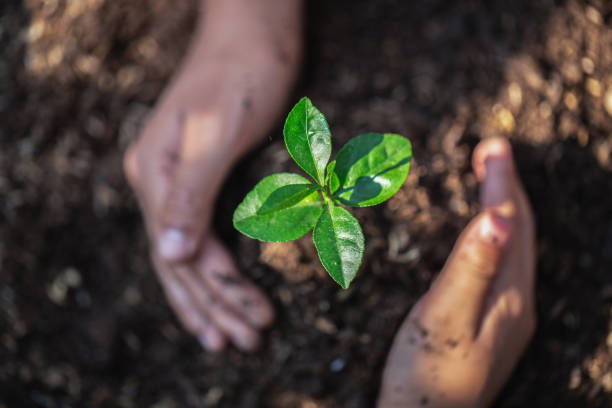 istock Youth hands Team work protecting sapling tree growing up and planting on land for reduce global warming earth, Hands protect trees,   World Environment Day, Agriculture Ecology Concept 1140992275