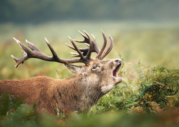 istock Close up of a Red deer stag calling 1140993437