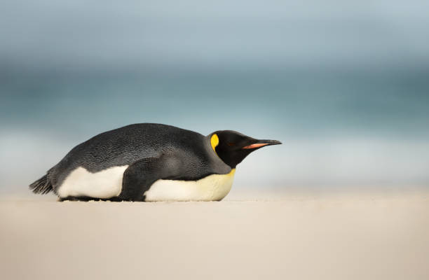 King penguin sleeping on a sandy beach stock photo
