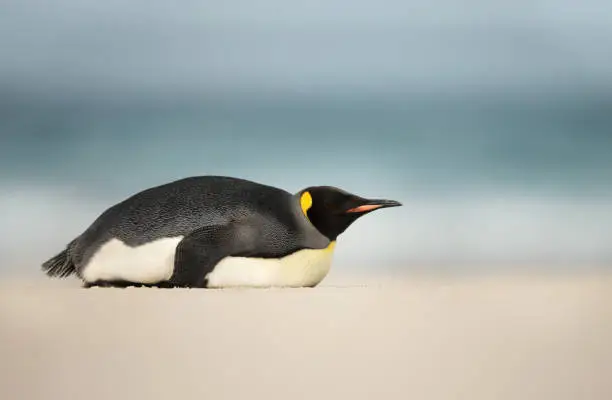 Close up of a King penguin sleeping on a sandy beach in Falkland Islands.
