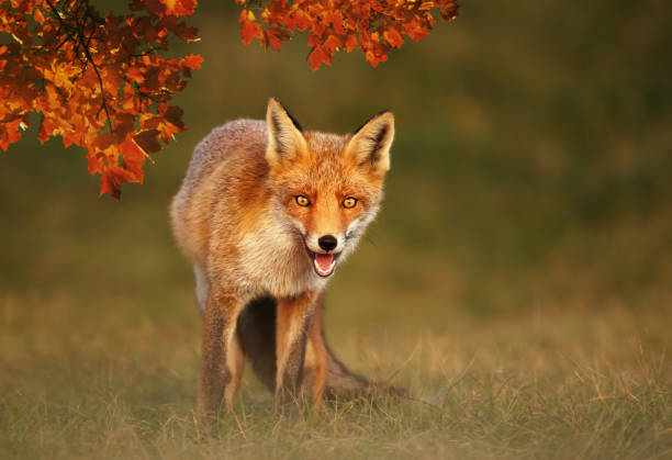 istock Close up of a Red fox in autumn 1140993631