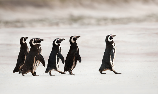Magellanic penguins heading out to sea for fishing on a sandy beach, Falklands.