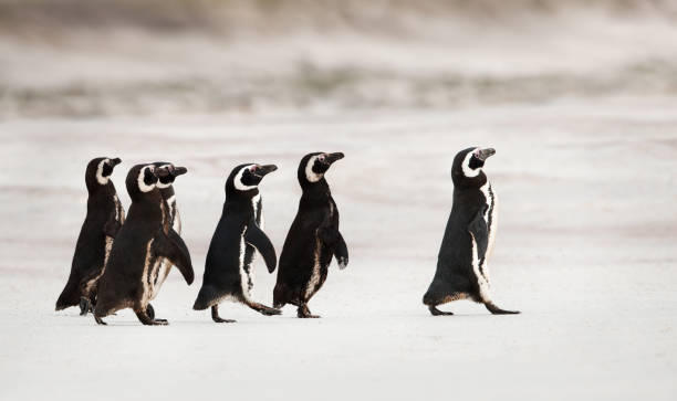 Magellanic penguins heading out to sea for fishing Magellanic penguins heading out to sea for fishing on a sandy beach, Falklands. falkland islands photos stock pictures, royalty-free photos & images