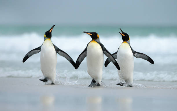 istock King penguins coming from the ocean 1140993862