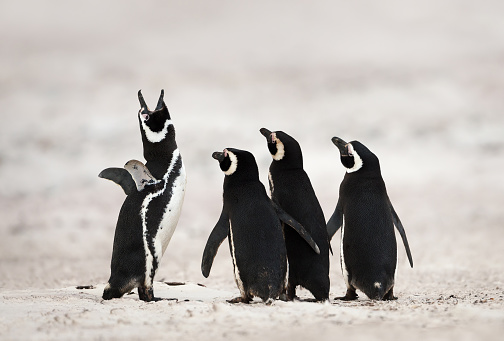 Grupo de pingüinos de Magallanes en una playa de arena photo