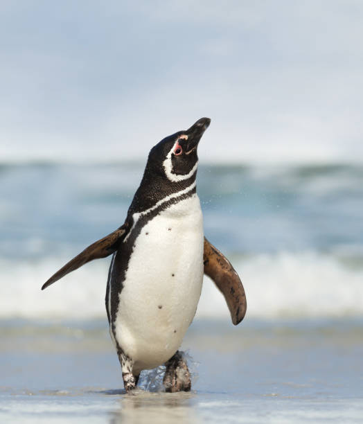 istock Magellanic penguin shaking off water from feathers 1140993881