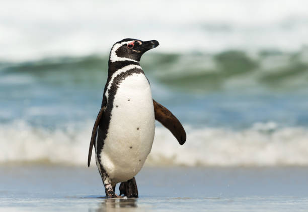 istock Magellanic penguin coming ashore on a sunny day 1140993938